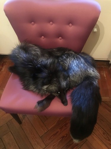 Pelliccia stola volpe - di,